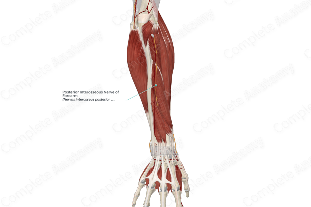 Posterior Interosseous Nerve of Forearm 