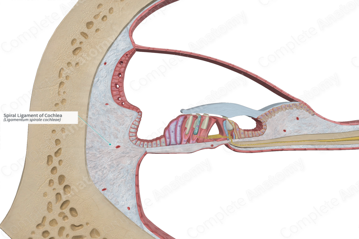 Spiral Ligament of Cochlea