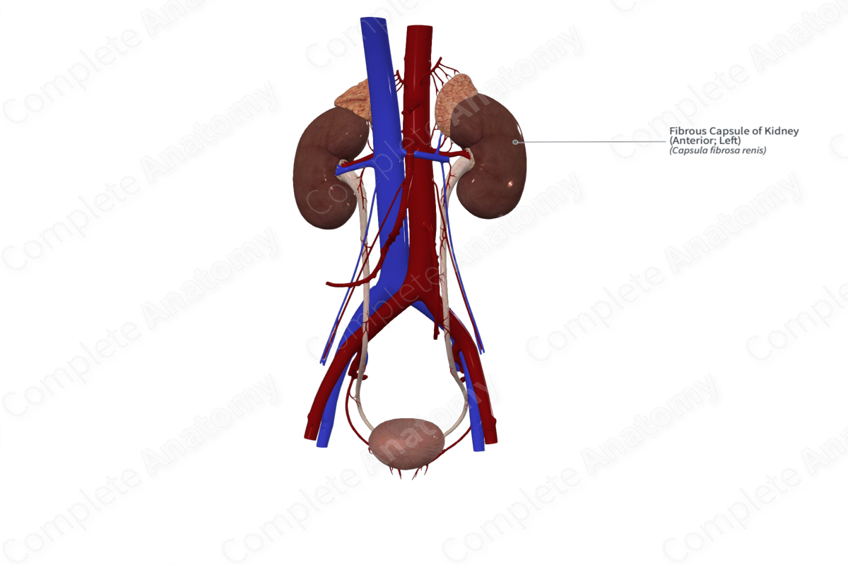 Fibrous Capsule of Kidney (Anterior; Left)