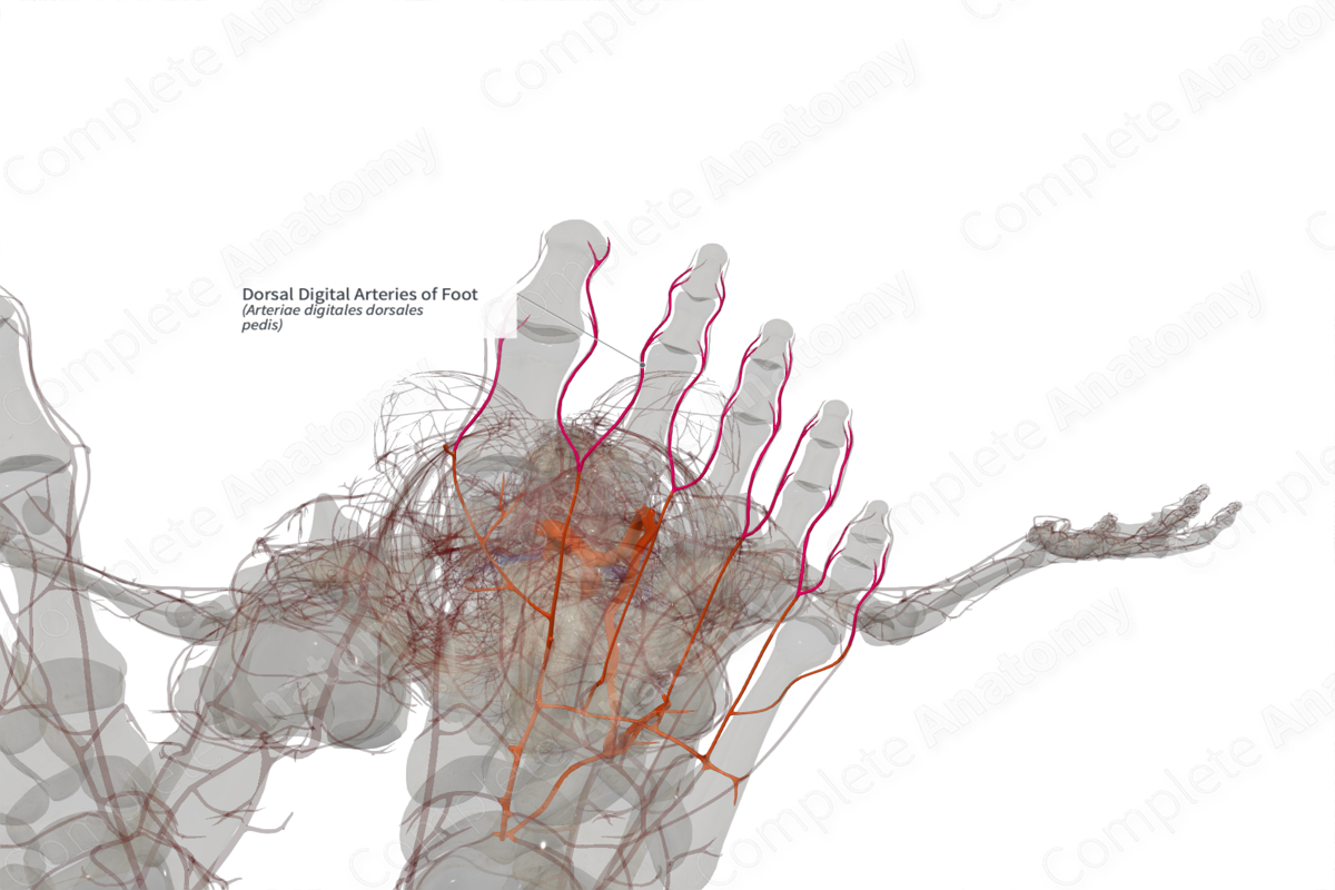 Dorsal Digital Arteries of Foot (Left)