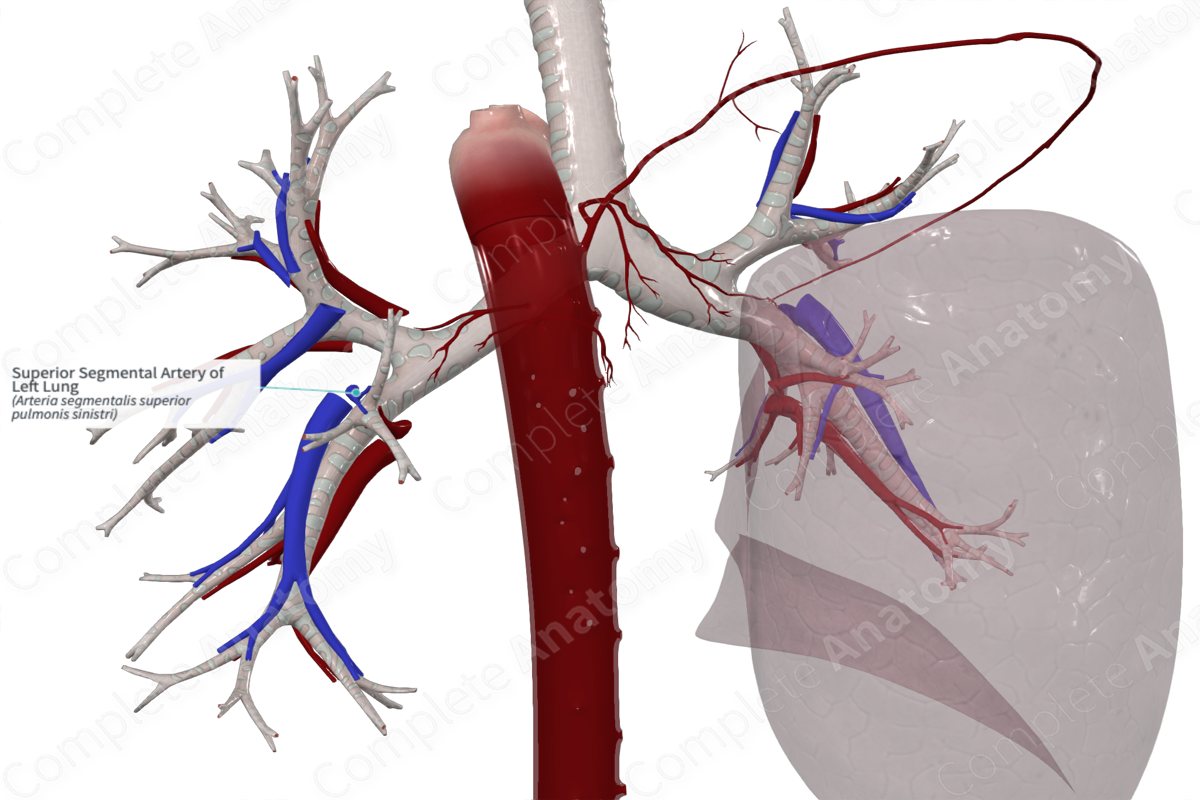 Superior Segmental Artery of Left Lung