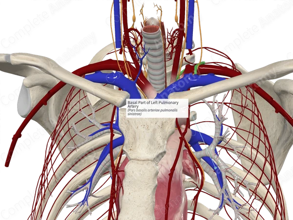 Basal Part of Left Pulmonary Artery