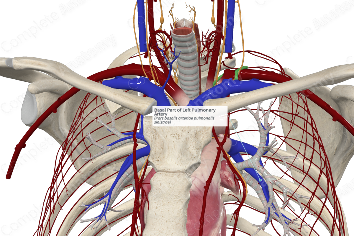 Basal Part of Left Pulmonary Artery