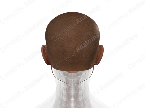Skin (Head)