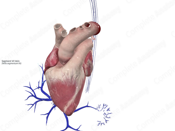 Segment VII Vein