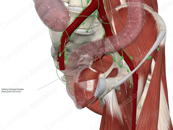 Inferior Gluteal Nodes