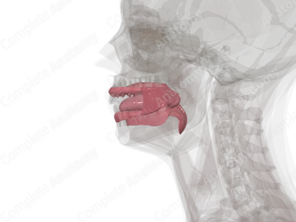 Oral Cavity