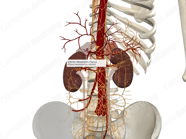 Inferior Mesenteric Plexus