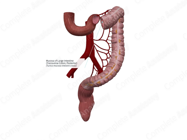 Mucosa of Large Intestine (Transverse Colon; Posterior)
