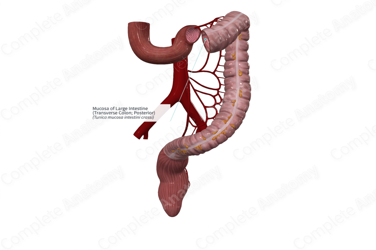 Mucosa of Large Intestine (Transverse Colon; Posterior)
