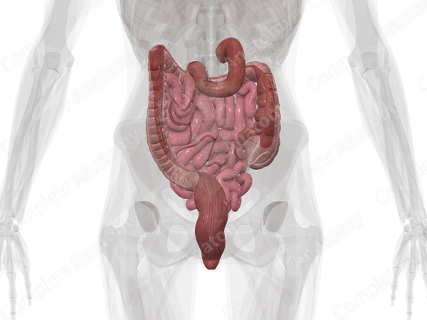 Lower Digestive Canal