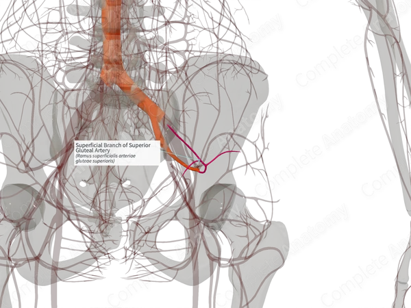 Superficial Branch of Superior Gluteal Artery (Left)