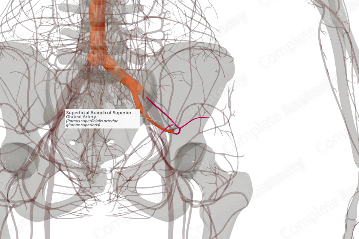 Superficial Branch of Superior Gluteal Artery (Left)