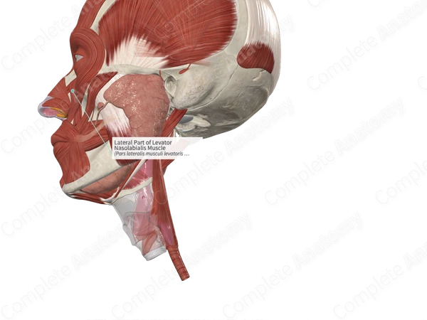 Lateral Part of Levator Nasolabialis Muscle