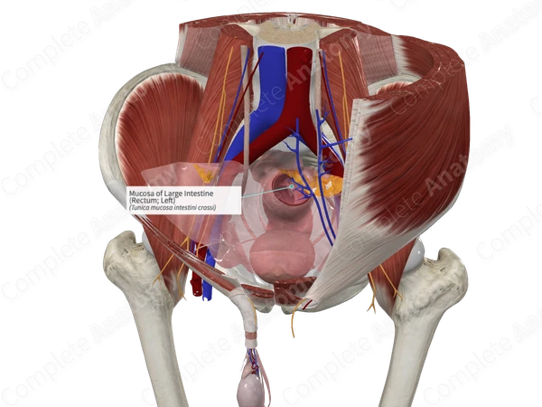 Mucosa of Large Intestine (Rectum; Left)