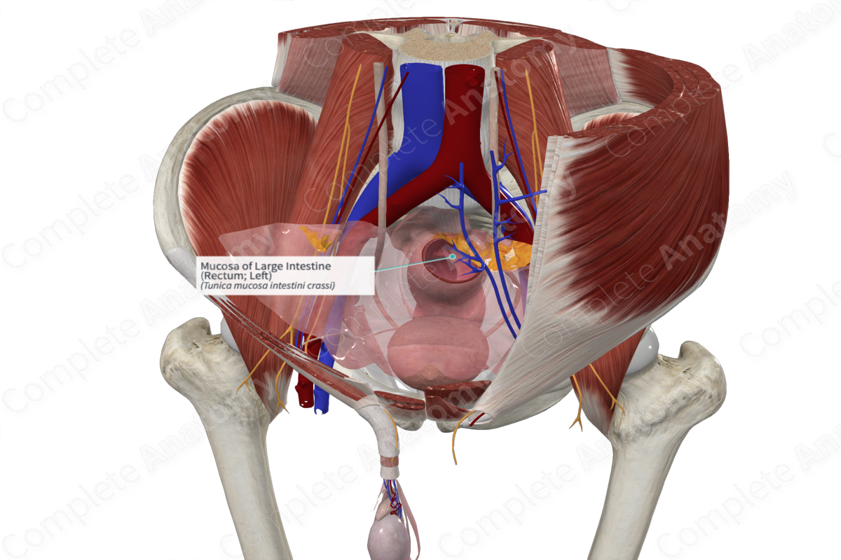 Mucosa of Large Intestine (Rectum; Left)