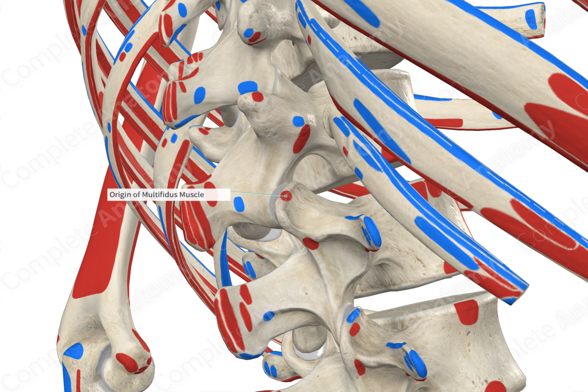 Origin Of Multifidus Muscle Complete Anatomy