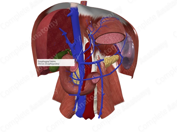 Esophageal Veins
