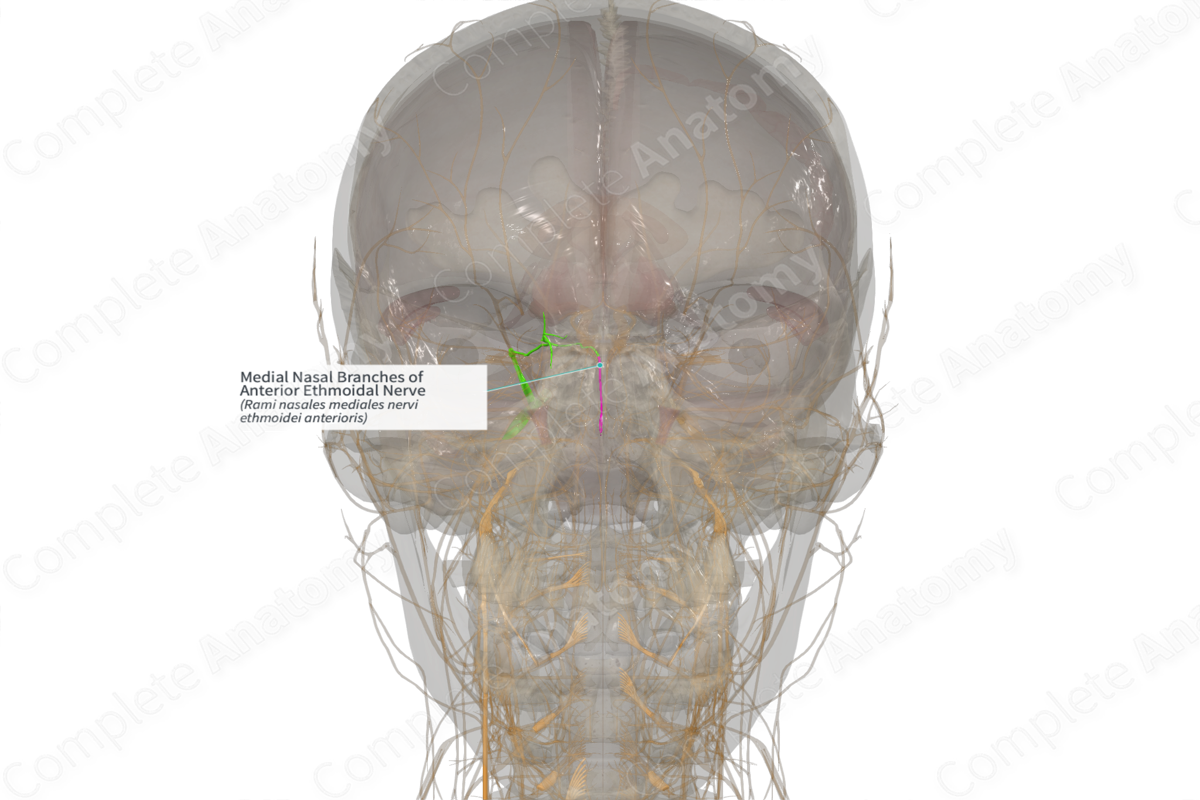 Medial Nasal Branches of Anterior Ethmoidal Nerve (Right)