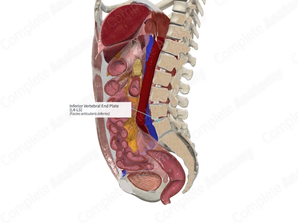 Inferior Vertebral End Plate (L4-L5)