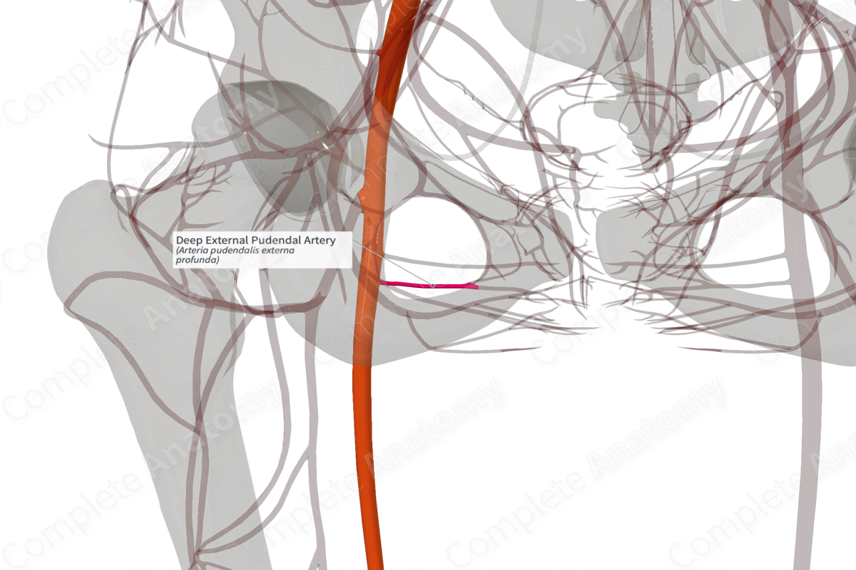 Deep External Pudendal Artery (Right)