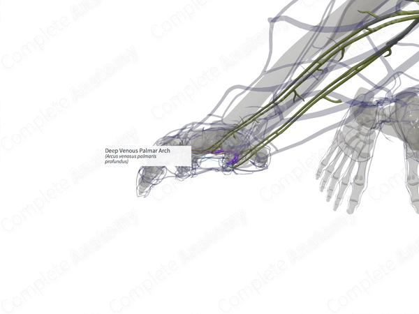 Deep Venous Palmar Arch (Right)