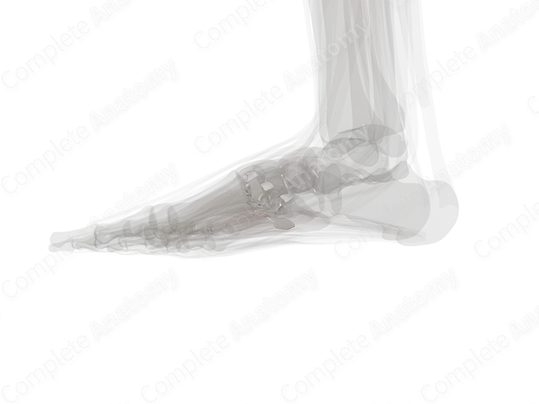 Intermetatarsal Joints (Left)