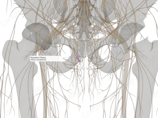 Prostatic Plexus (Left)