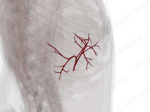 Arteries of Liver