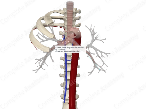 Lateral Basal Segmental Bronchus of Left Lung