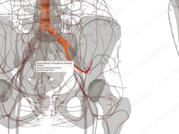 Deep Branch of Superior Gluteal Artery (Right)