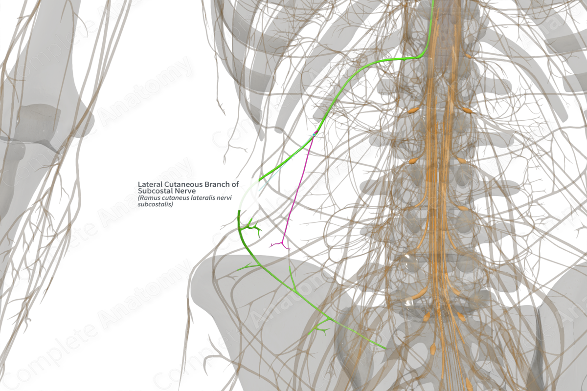 Lateral Cutaneous Branch of Subcostal Nerve (Left) | Complete Anatomy