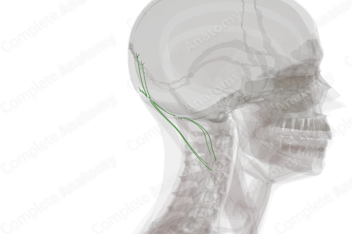 Occipital Lymph Vessels