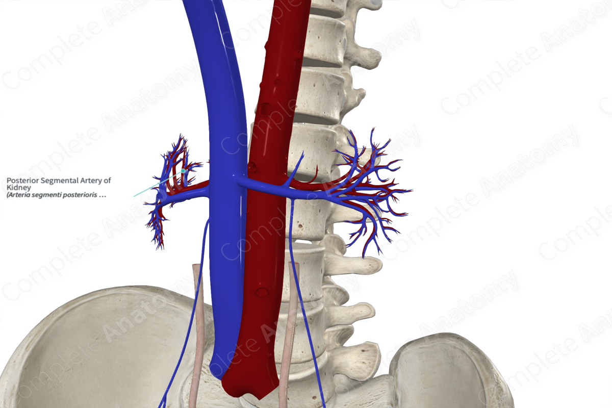Posterior Segmental Artery of Kidney 