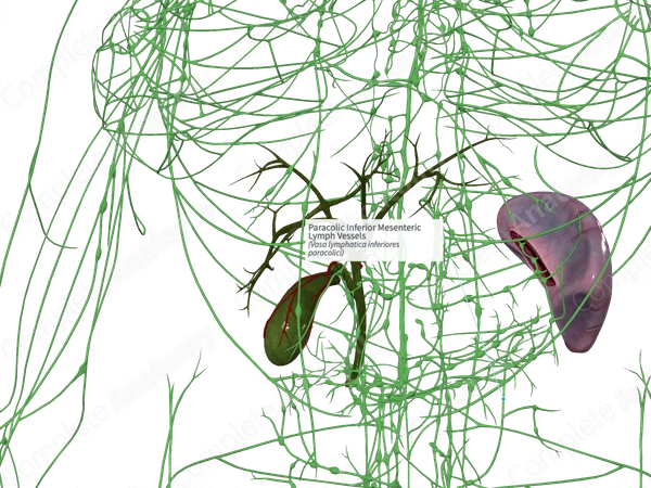 Paracolic Inferior Mesenteric Lymph Vessels
