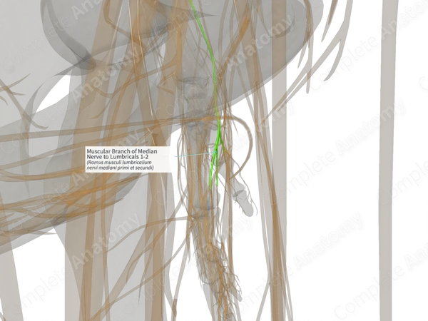 Muscular Branch of Median Nerve to Lumbricals 1-2 (Left)