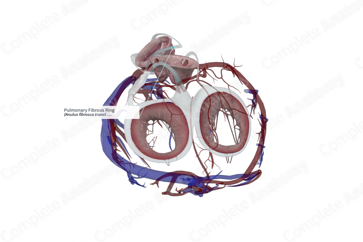 Melody valve-in-ring procedure for mitral valve replacement: feasibility in  four annuloplasty types. | Semantic Scholar