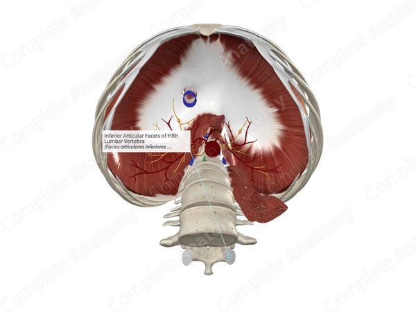 Inferior Articular Facets of Fifth Lumbar Vertebra