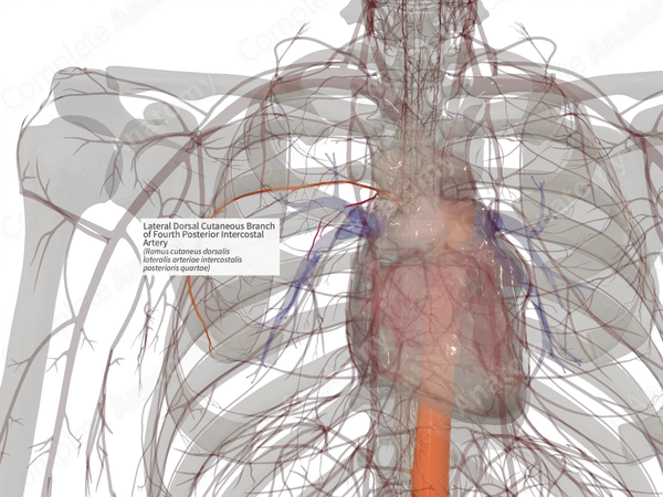 Lateral Dorsal Cutaneous Branch of Fourth Posterior Intercostal Artery (Right)