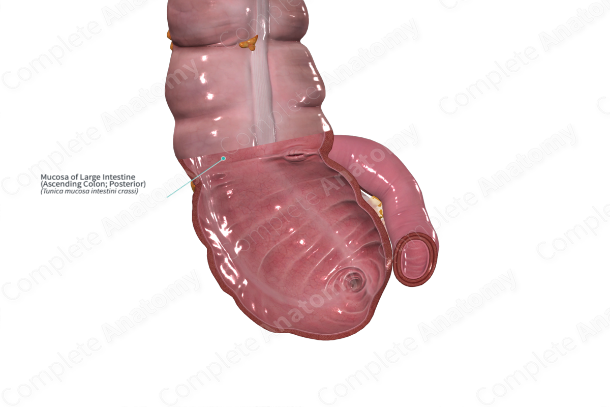 Mucosa of Large Intestine (Ascending Colon; Posterior)