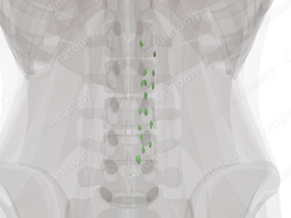 Right Lumbar Nodes