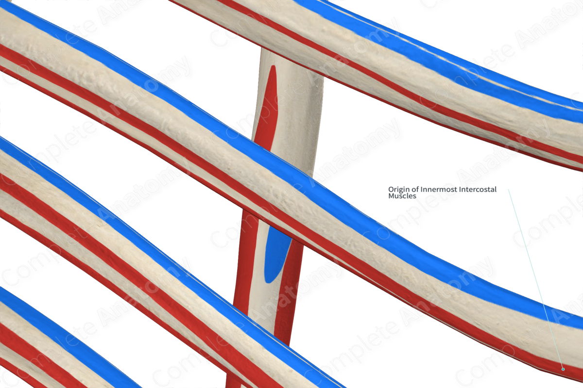 Origin Of Innermost Intercostal Muscles | Complete Anatomy