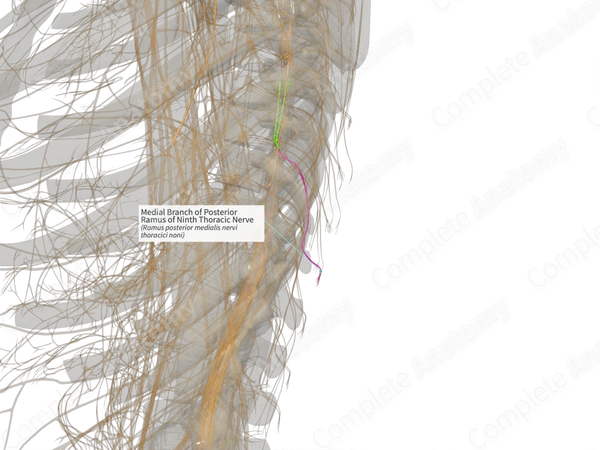 Medial Branch of Posterior Ramus of Ninth Thoracic Nerve (Right)