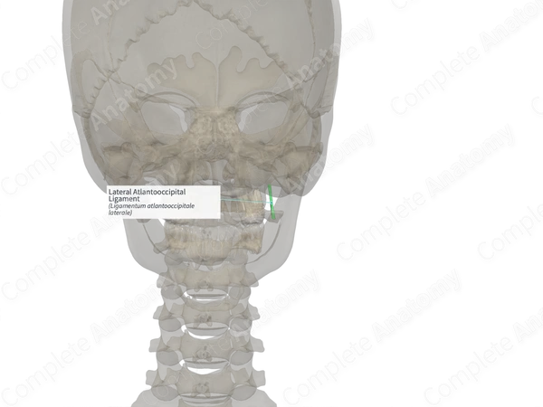 Lateral Atlantooccipital Ligament (Right)