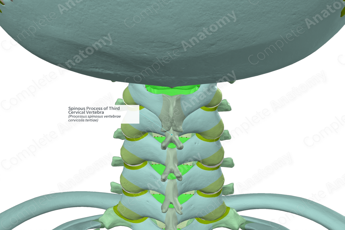 Spinous Process of Third Cervical Vertebra