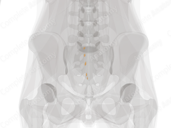 Spinal Ganglia of Sacral Nerves (Left)