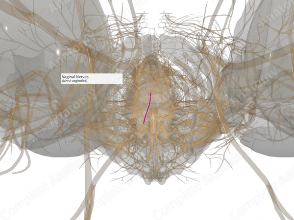 Vaginal Nerves (Right)