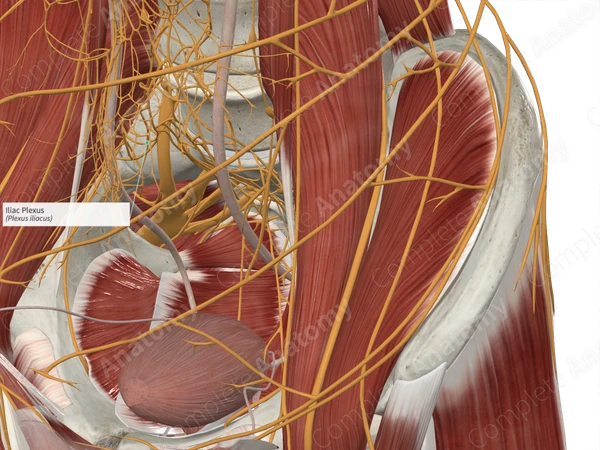 Iliac Plexus