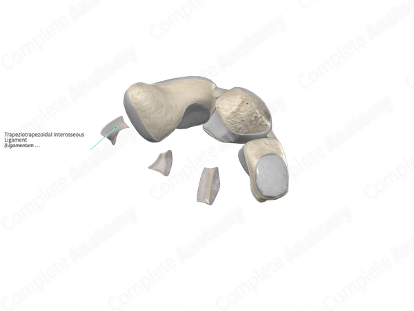 Trapeziotrapezoidal Interosseous Ligament