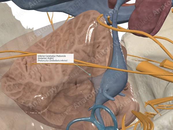 Inferior Cerebellar Peduncle (Anterior; Right)